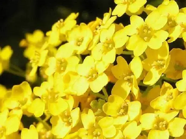 Gerânio amarelo no vaso de flores coloridas