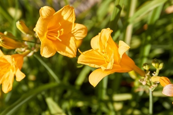 Jardim com flores coloridas do tipo amarílis amarelas