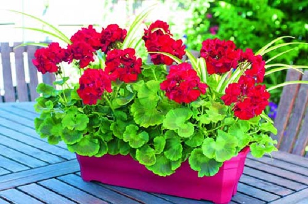 Mesa de jardim com flores coloridas e gerania vermelho