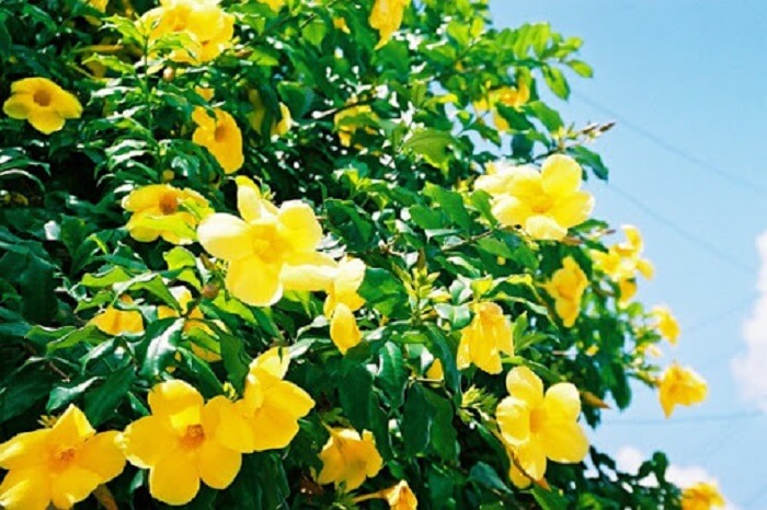 Planta alamanda amarela cultivada em jardim. Fonte: Terapia Politica
