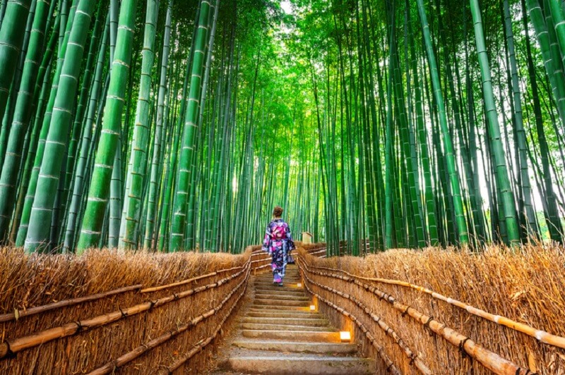 Planta japonesa: o bambu japonês gosta de clima úmido e bastante luz solar. Fonte: Qual Viagem