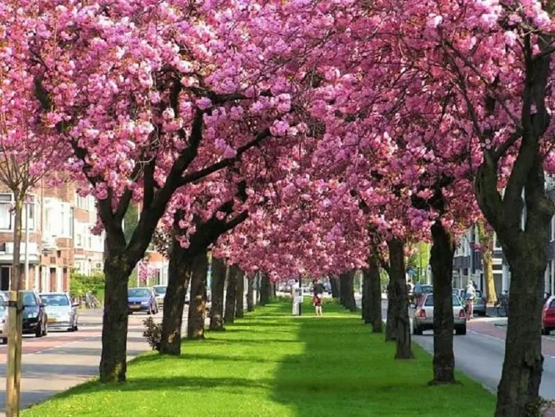 A planta japonesa sakura é uma árvore símbolo do Japão. Fonte:Jardim Exótico