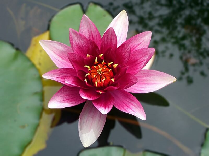 Planta japonesa: a flor de lótus é uma planta aquática que floresce sobre a água. Fonte: Jornal da Franca
