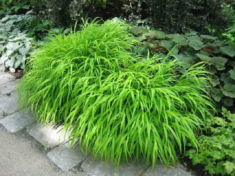 Planta japonesa: a Hakonechloa se trata de uma erva ornamental. Fonte: Notícias de Jardim