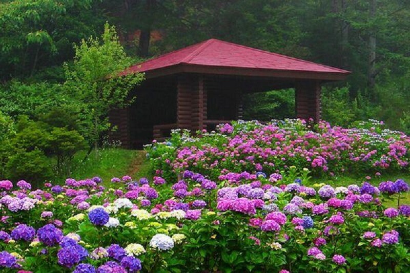 Plantas japonesas: as flores das hortênsias ajisai podem variar entre tons de rosa, roxo, azul, lilás e branco. Fonte: Japão em Foco