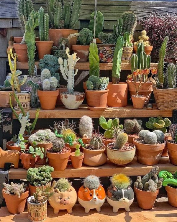 Jardim vertical com vasos criativos de mini cactos