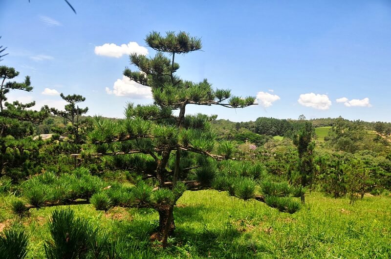 Planta japonesa: o Matsu é também conhecido como pinheiro japonês. Fonte: Matsu Nagão