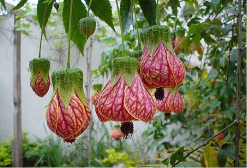 Planta japonesa: a planta lanterna japonesa se desenvolve muito bem quando cultivada como trepadeira. Fonte: Mundo Ecologia