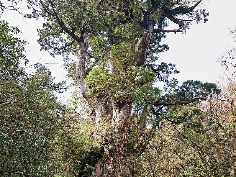 Planta japonesa: no Japão as árvore de cedro são chamadas de Sugi. Fonte: Sygic Travel
