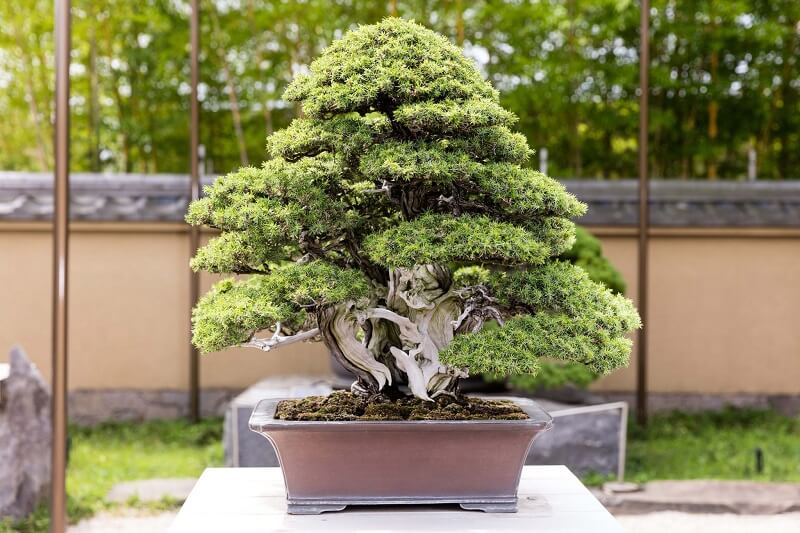 Mini planta japonesa: o bonsai planta japonesa consiste em uma técnica de cultivo de miniaturizar plantas. Fonte: Cacadores de Lendas