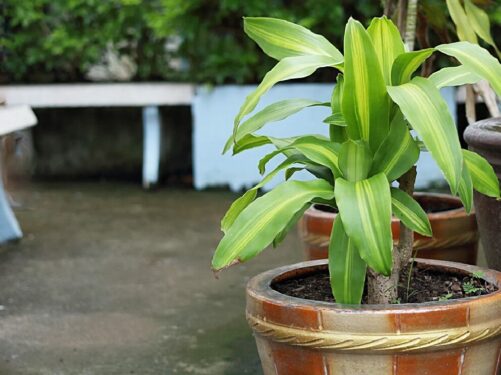 Decore seu ambiente com a dracena pau d'água. Fonte: Amigos de La Jardinería