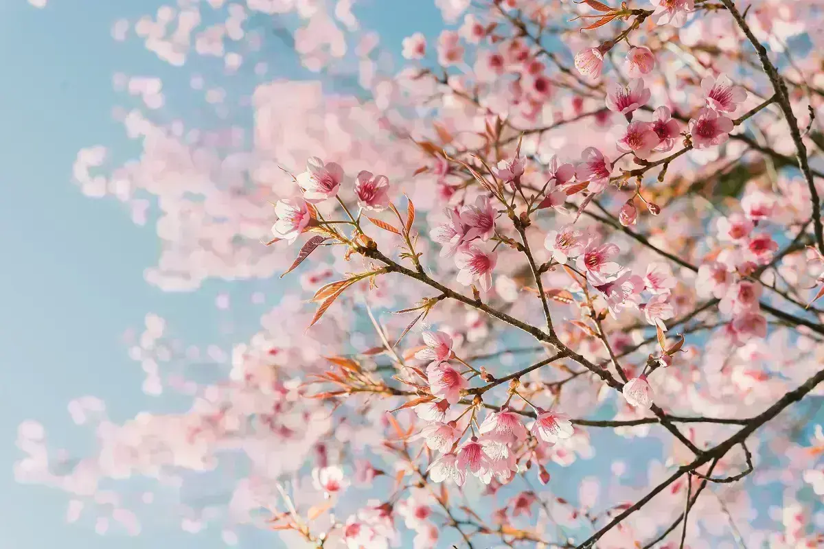 A flor de cerejeira significado é amor beleza e esperanca