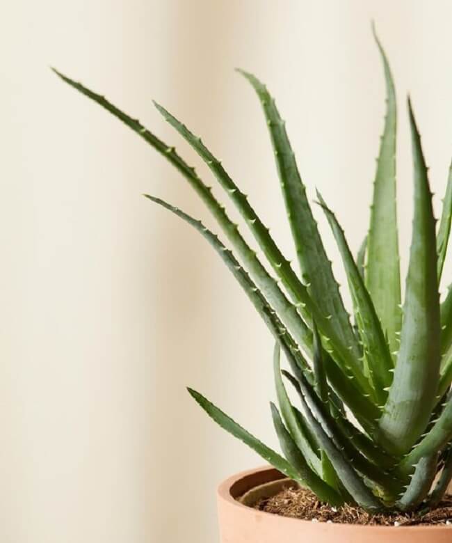 Suculentas de sol: a Aloe Vera é também conhecida como babosa