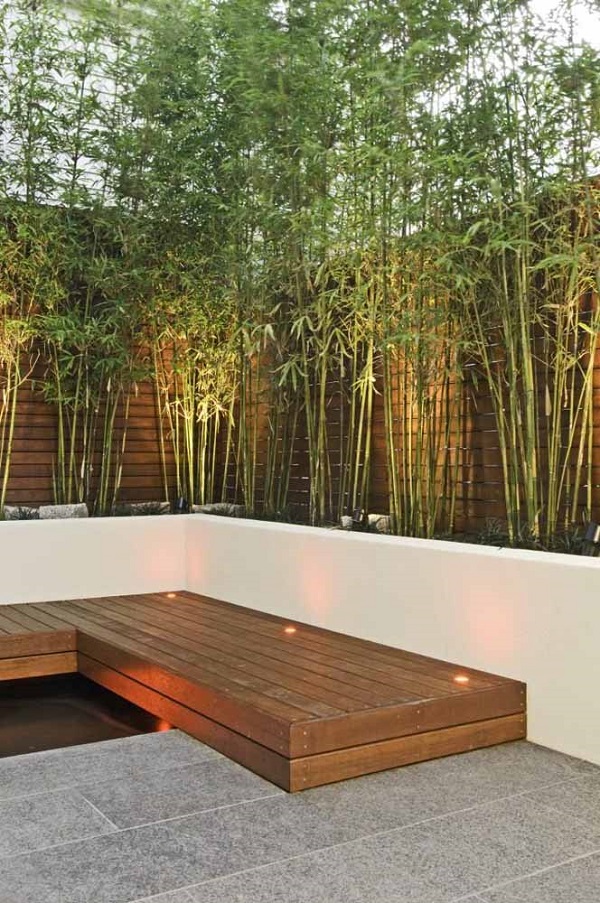 Bambu ornamental para quintal
