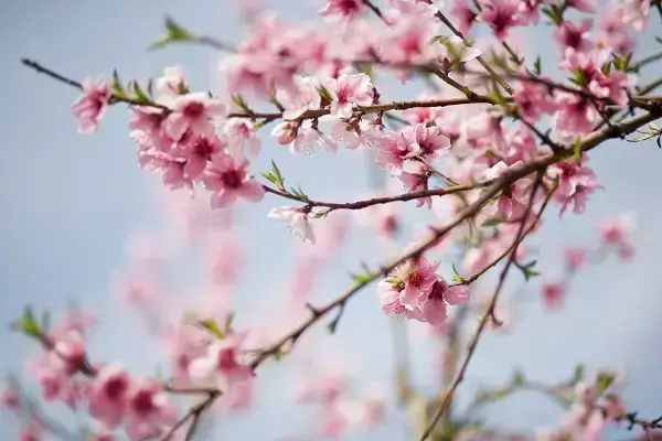 Conheça tudo sobre a flor de cerejeira significado