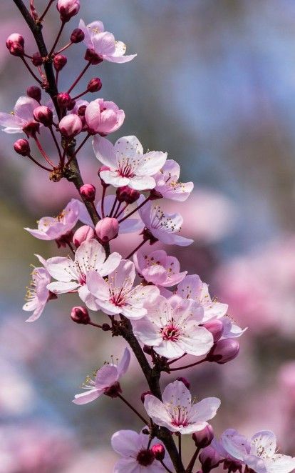 Flor de cerejeira para jardim 
