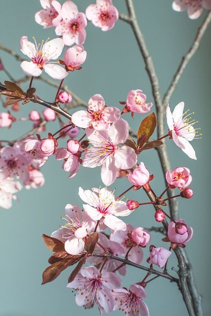 Flor de cerejeira para quadros