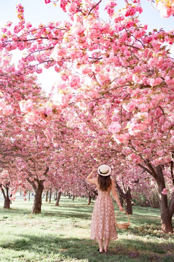 Jardim com árvore de flor de cerejeira