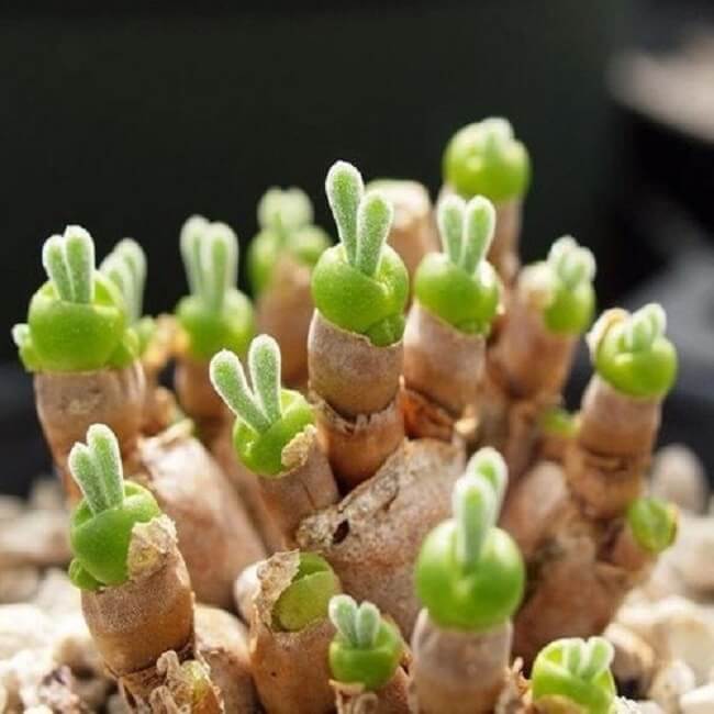 Suculentas de sol: as folhas da Monilaria Obconica se assemelham com orelhas de coelho