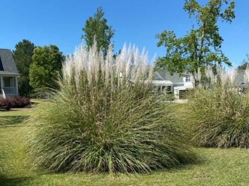 O capim dos pampas pode chegar a 2,5 metros de altura. Fonte: CASS Design