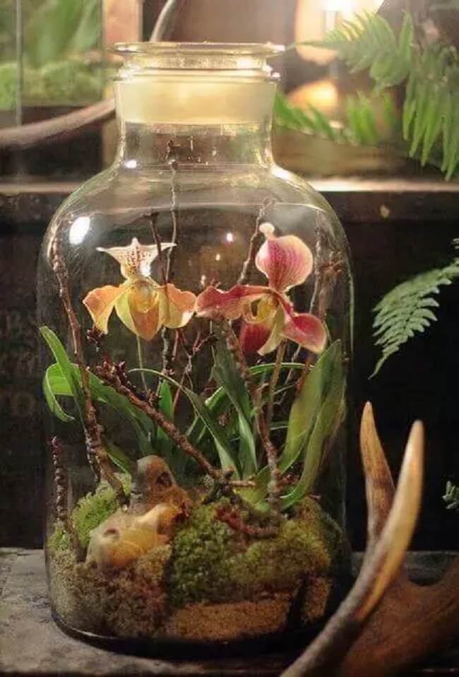 O terrário fechado grande também pode ser lar de lindas orquídeas