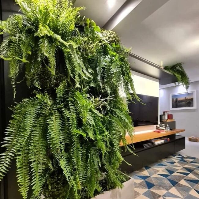 Parede de plantas: lindas e robustas samambaias decoram a sala de tv