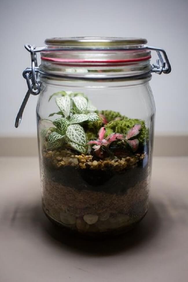 Que tal cultivar um terrário de suculentas fechado dentro de um pote de vidro?