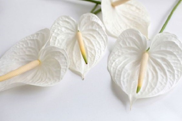 Anturio branco no vaso de flores