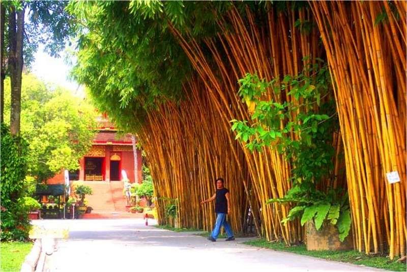 bambu imperial para jardim