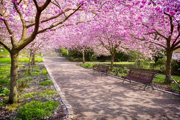 Parque com árvores de flor de cerejeira