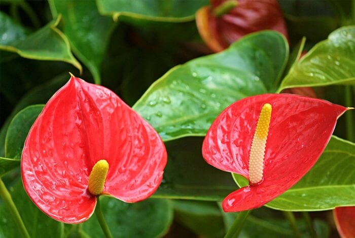 Planta com flor vermelha: os antúrios são plantas de sombra com flores