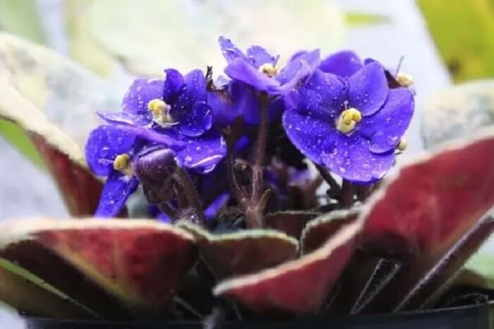 Plantas pequenas com flores: evite molhar as folhas da violeta durante as regas