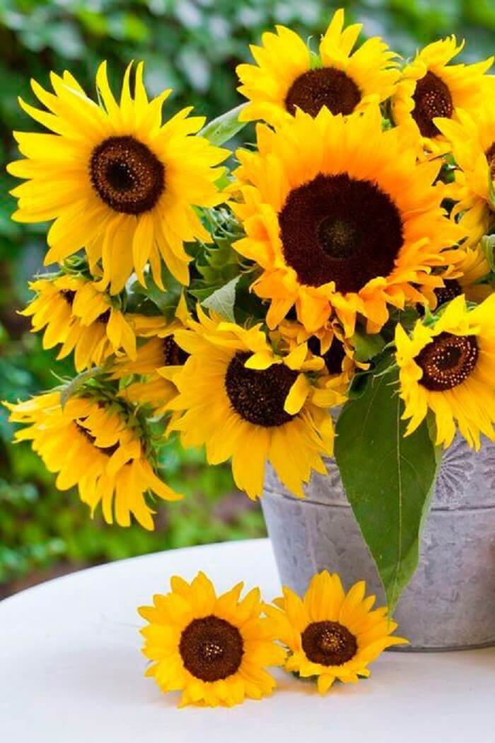 Plantas de sol com flores: o girassol simboliza calor, vitalidade e energia positiva