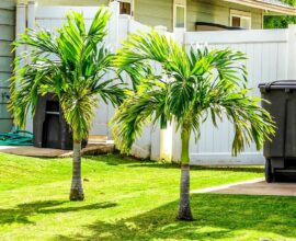 A palmeira veitchia traz um toque tropical para a decoração do jardim. Fonte: Central das Plantas