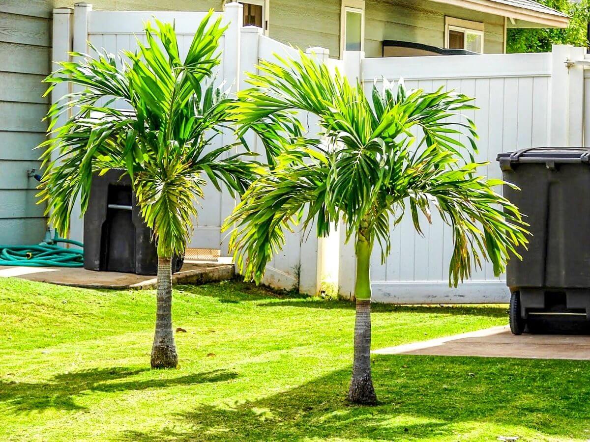 Pode plantar palmeira perto do muro?