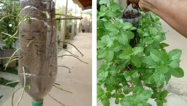 Aprenda como plantar: hortelã em garrafa pet