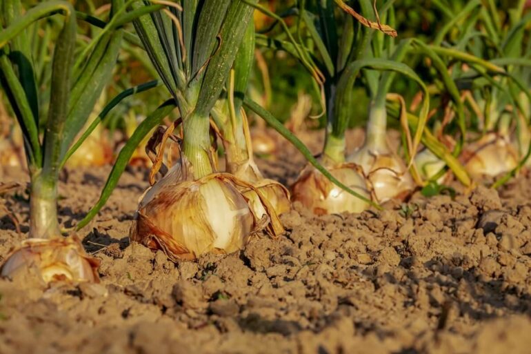 Descubra como plantar cebola em casa. Fonte: Pixabay