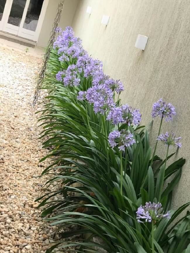 Plantas para canteiros de muro: os agapantos surgem no final da primavera e início do verão