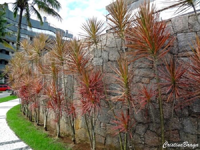 Plantas para canteiro de muro: a Dracena de Madagascar não passa despercebida como um canteiro de muro para plantas