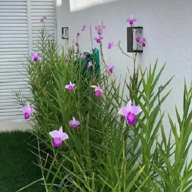 Ideias de plantas para canteiro de muro: floração linda do jardim com orquídea bambu