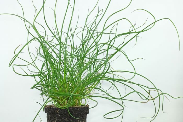 A Juncus Spiralis é uma planta ornamental e perene