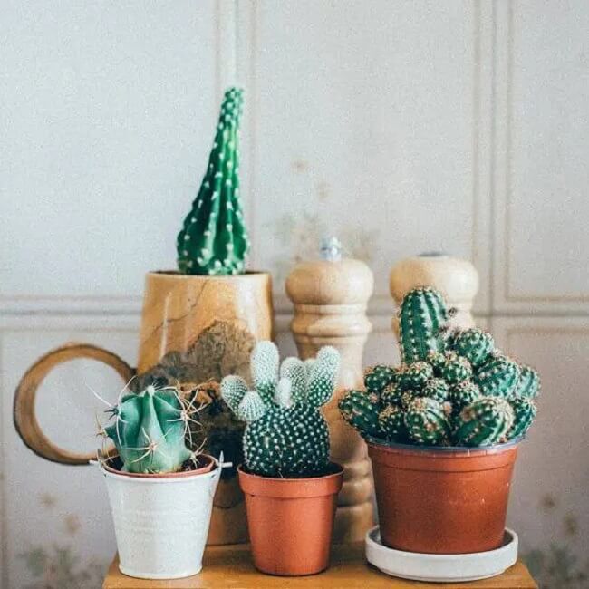 Os vasos para cactos pequenos podem decorar diferentes ambientes