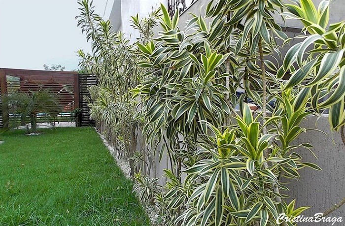 Plantas para canteiro de muro: a pleomele apresenta forte apelo paisagístico