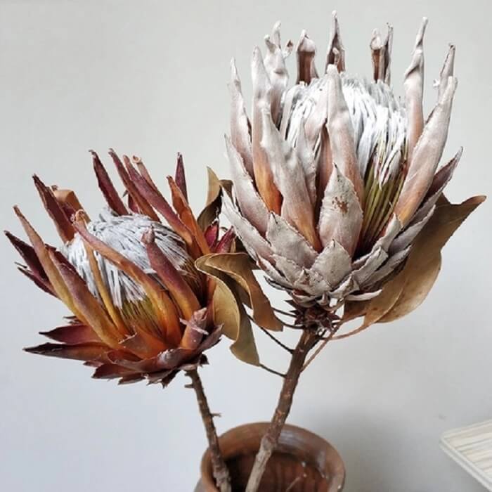 A Protea naturalmente desidratada apresenta uma beleza exótica e singular