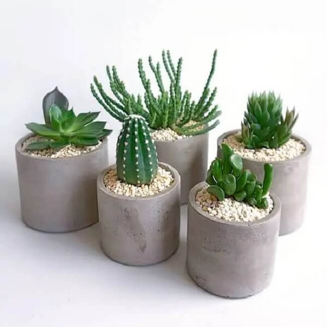 Vasos de concreto com planta cacto pequeno