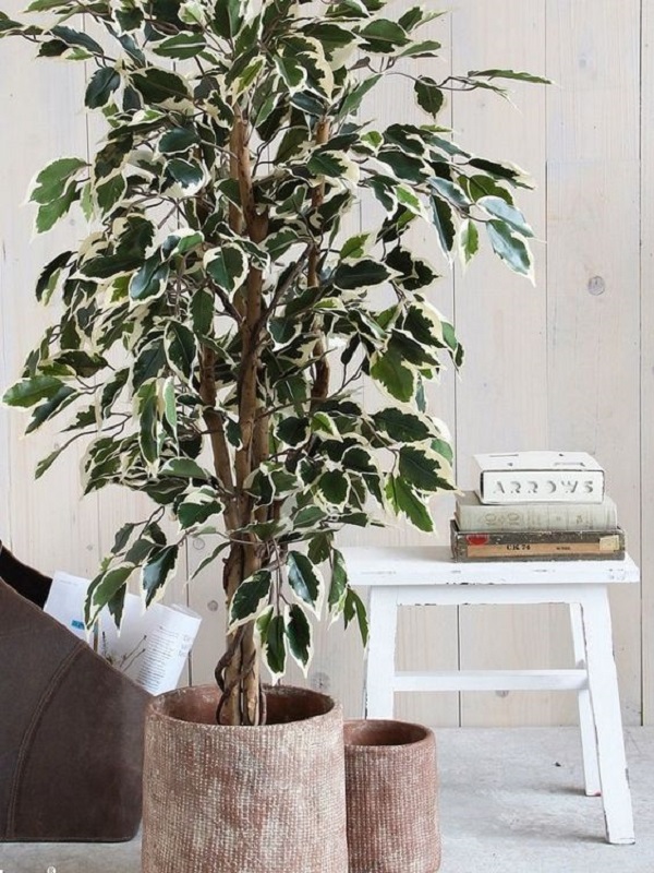 Ficus Benjamina: Dicas de Como Cuidar Da Planta em Vaso e no Jardim
