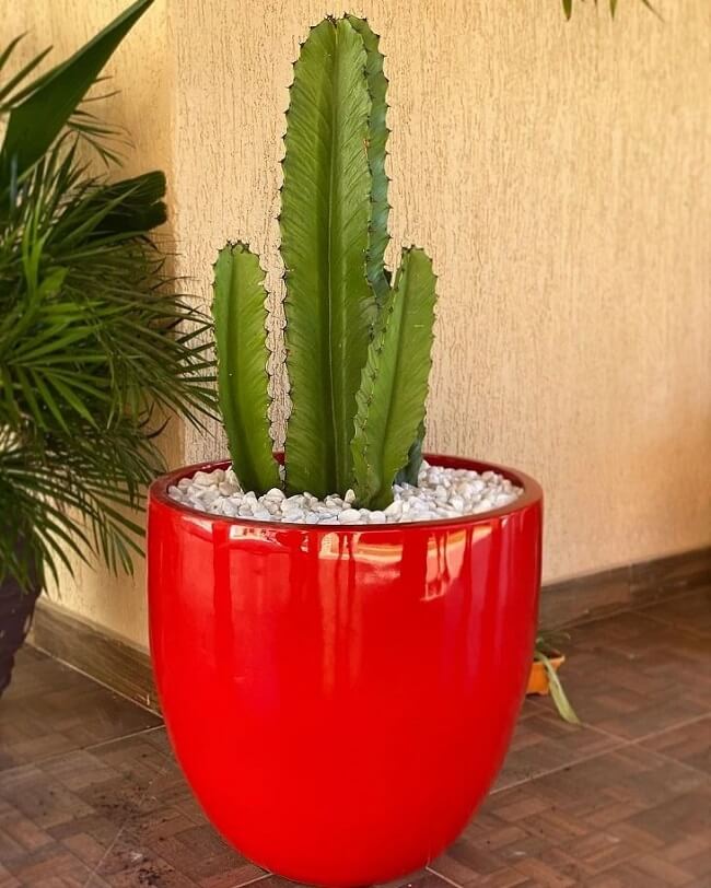 Quadro decorativo cacto desenho vaso vermelho