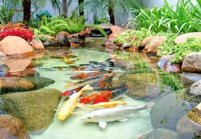 Crie peixes em lago ornamental grande