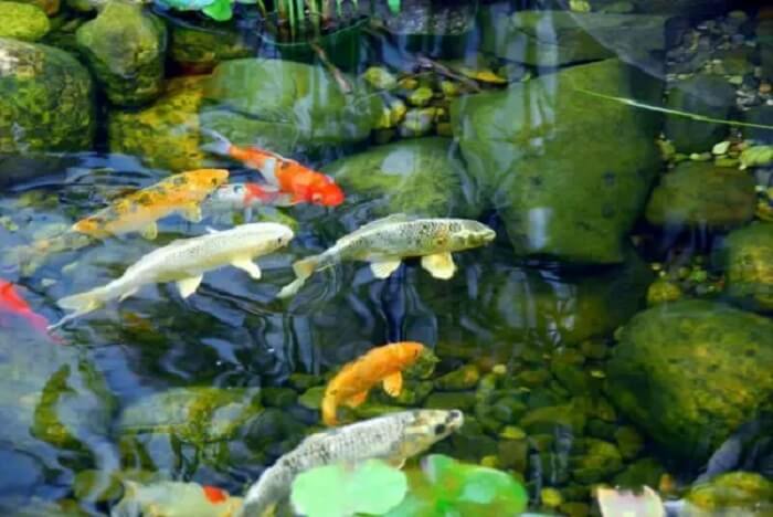 Cuide bem dos peixes no seu lago ornamental grande