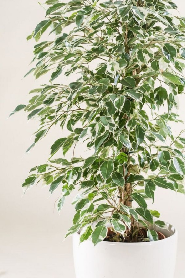 Ficus benjamina no vaso decorativo em casa 
